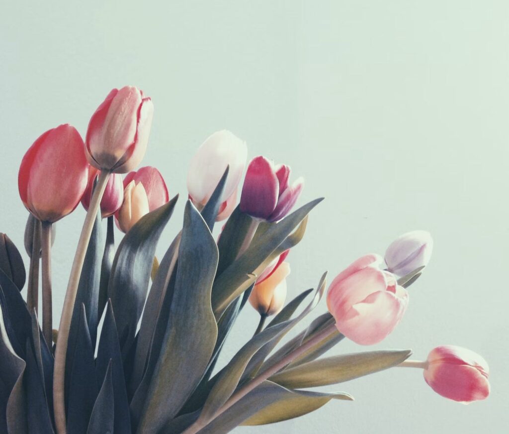 A photo of tulips, which some people compare digital collectibles to